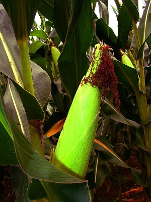 ũ�����Ҷ��