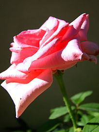 ���ŵķۺ컨��