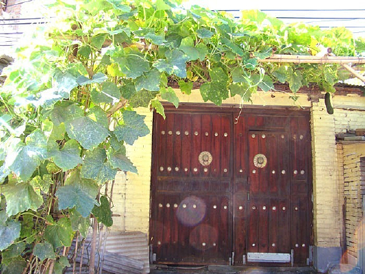 ���ϵ���Ҷ