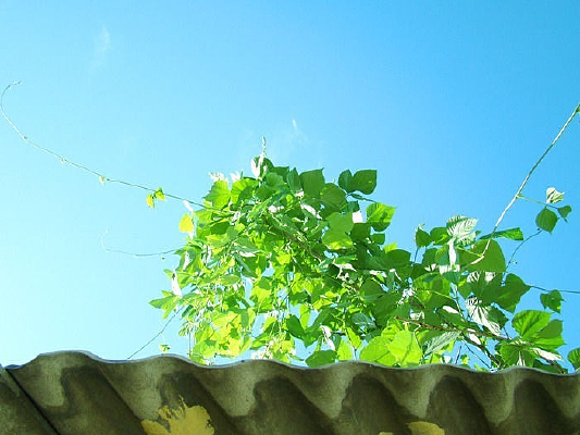 ������Ҷ