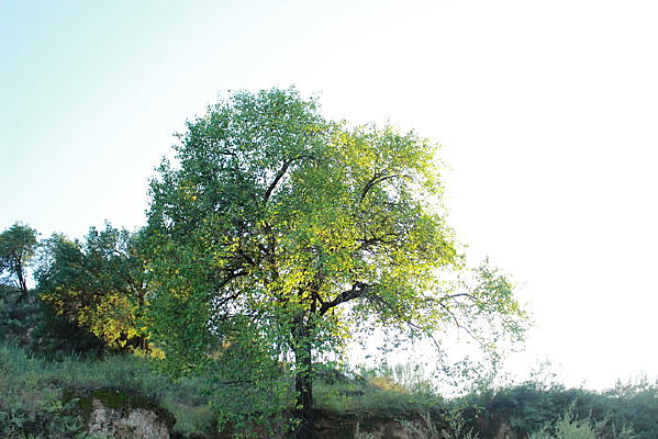 ������ҫ