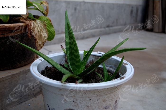 �������«��ͼƬ