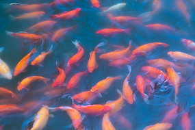 ������ʳ