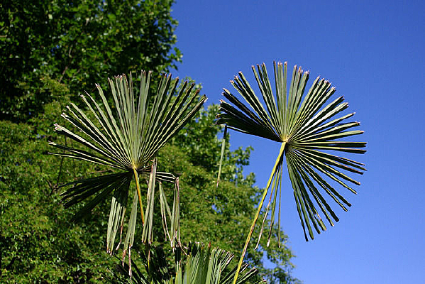 ������Ҷ