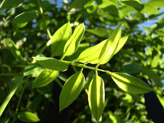 ������Ҷ��