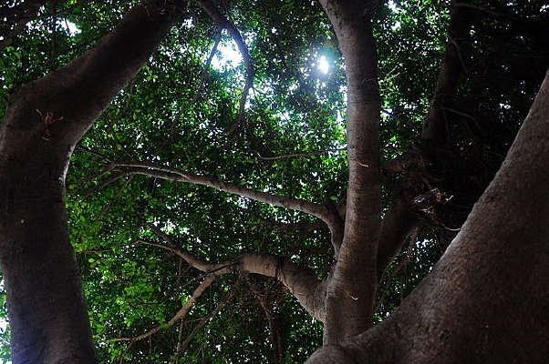 ���Ӵ���