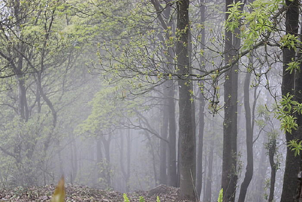 ������ɭ��