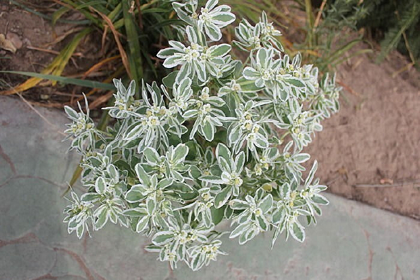 ��������ѩ�Ļ�