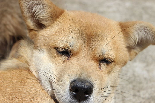 �ɰ��Ļ�ɫ����