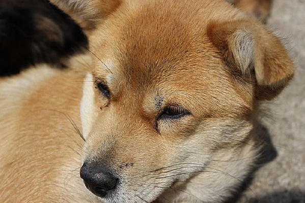 �����Ļ�ɫ����