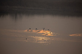 Ϧ������