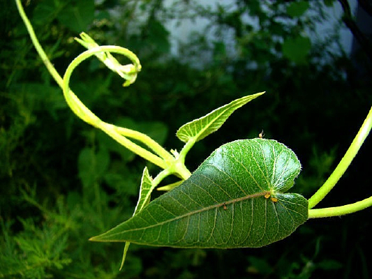 �������Ҷ