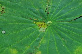 ��Ҷ�ϵ�ˮ��