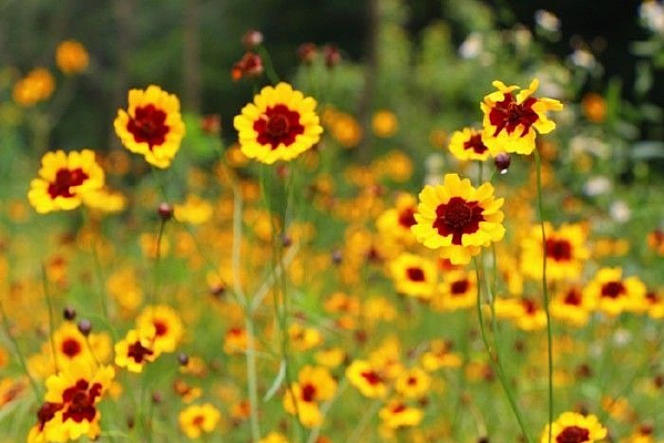 Ұ������