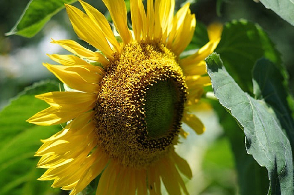 ��ƻ������