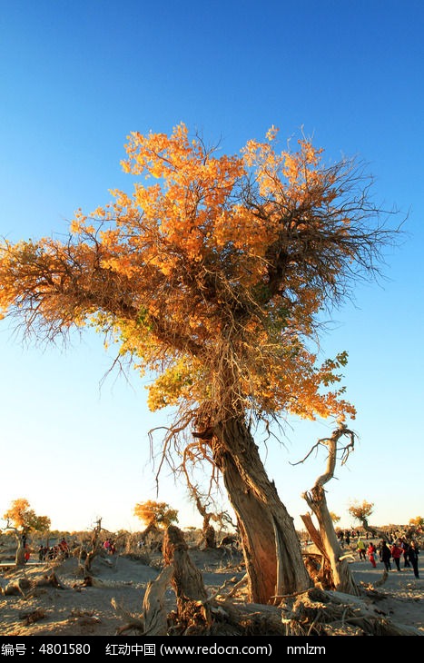 ���������ͼƬ