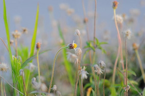 ·�ߵ�СҰ��