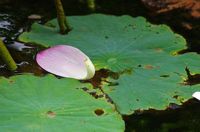 Ʈ��ˮ�еĻ���