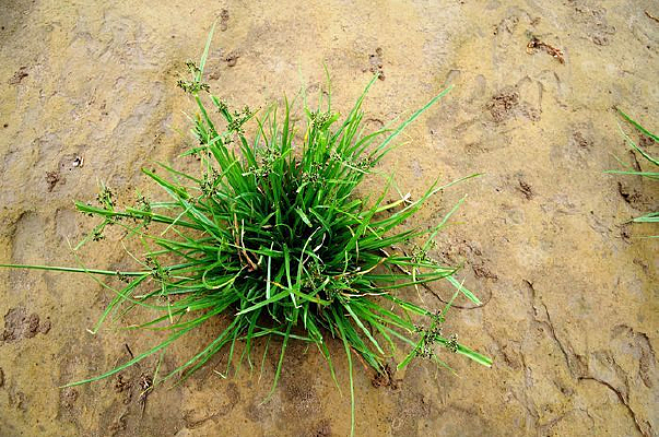 ɳ���ϵ�С��