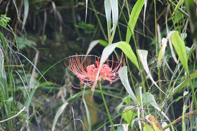 ��ɽ�����Ұ��