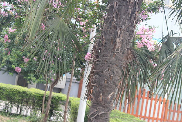 ��Ҷ����