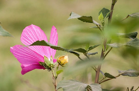 ��ɫ����