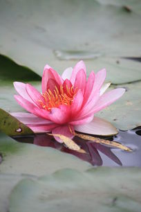 ���� ˯��