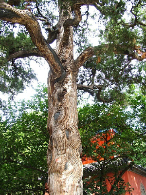 ���˵���