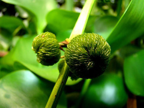 �������Ļ���