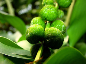 �������ˮ��«