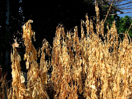 ��ɫ�ɲ�ֲ��