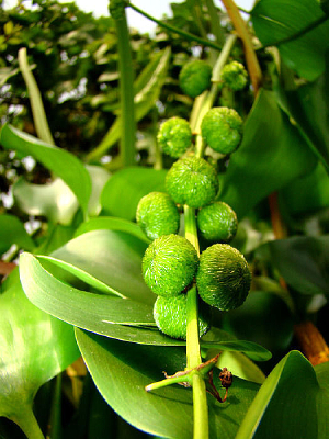 Ư���ķ�����