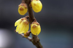 ʢ������÷