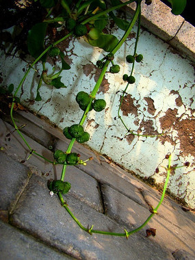 ˮ��«����Ҷ