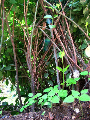 һ����ɫֲ��