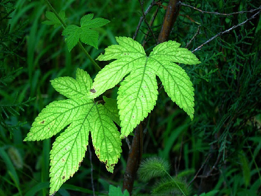 �����Ĳ�