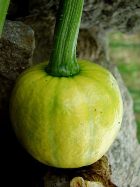 ԲԲ�Ĵ��Ϲ�