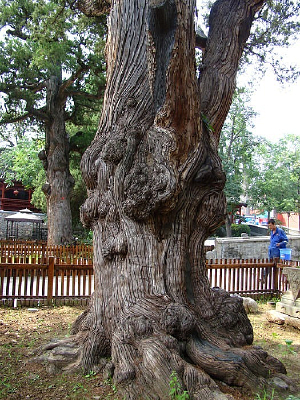 ��֦�ԳƵ�ֲ��