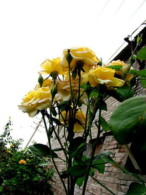 45-flowers-0810-2015