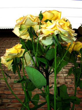 46-flowers-0810-2015