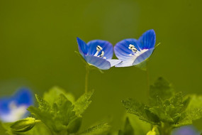 ��������������ɫС��