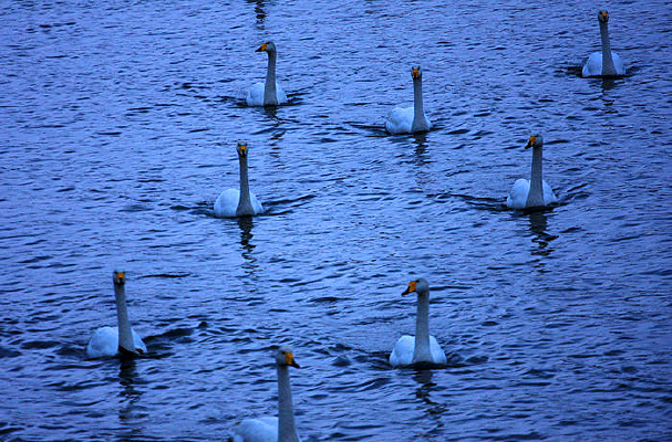 ���ε����