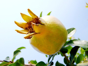 �ɾ����۵�ʯ��