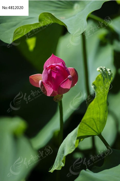 �ɻ����Ҷ����ͼƬ