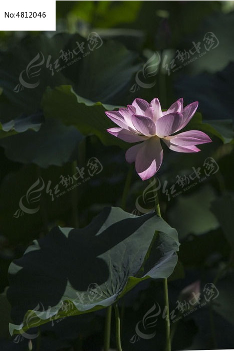 �ɻ���Ӱ��ͼƬ