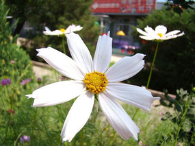 ��׵Ĵ�˹��