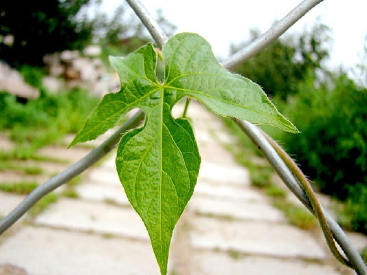 ���Ȼ���Ҷ��