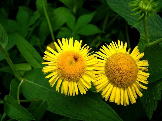 ����ɰ���Ұ�ջ�