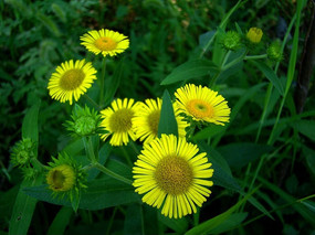 ����Ұ�ջ�