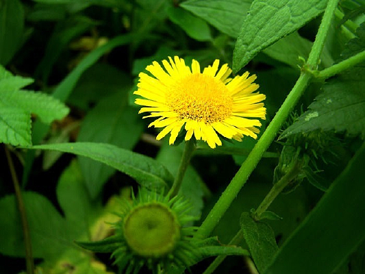 ��Ҷ�е�Ұ�ջ�